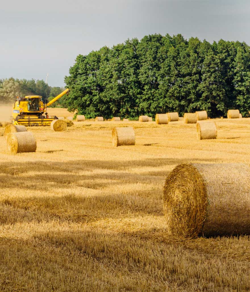 Producción Intensiva de Fresas en Sustrato de Coco